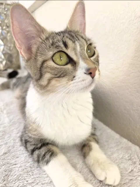 Sweet Pea - Domestic Short Hair
