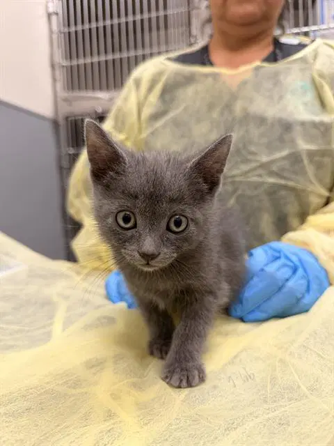 Doc - Domestic Short Hair