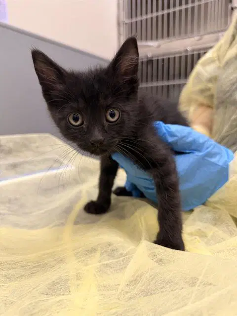 Happy - Domestic Short Hair