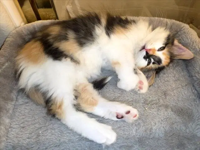 Pumpkin - Domestic Short Hair