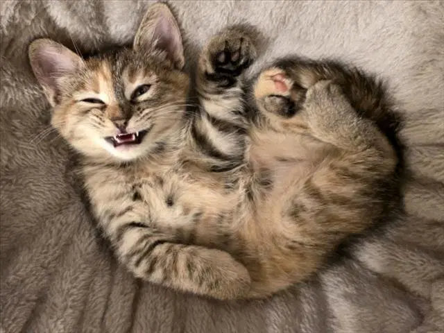 Snickers - Domestic Short Hair