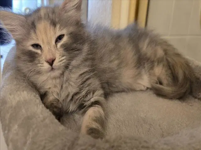 Daphne - Domestic Short Hair