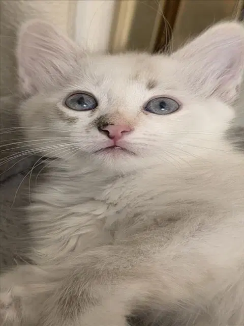 Bianca - Domestic Short Hair