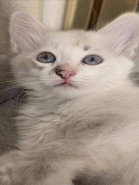 Bianca