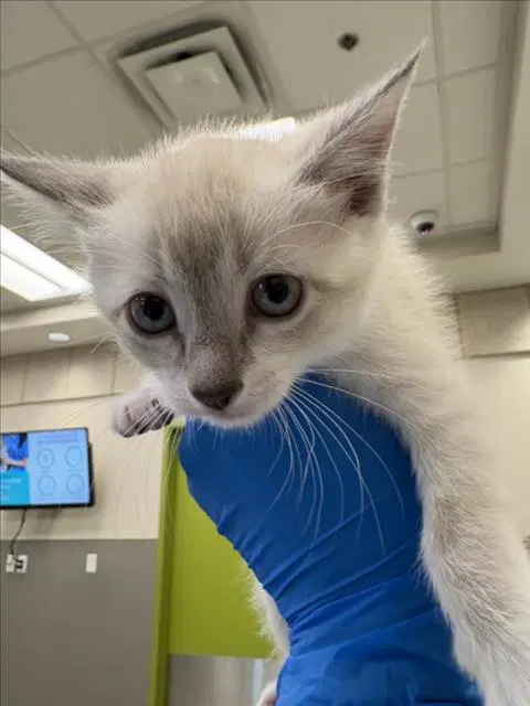 Mia - Domestic Short Hair