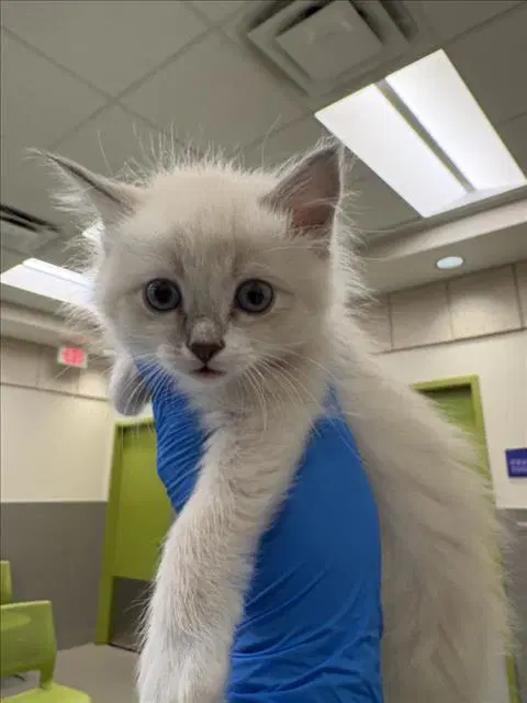 Shinju - Domestic Short Hair