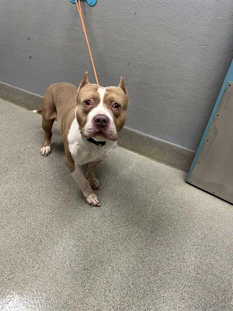 Martin - Pit Bull Terrier