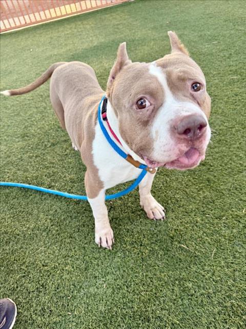 *MARTIN, a dog for adoption from The Animal Foundation - Las Vegas