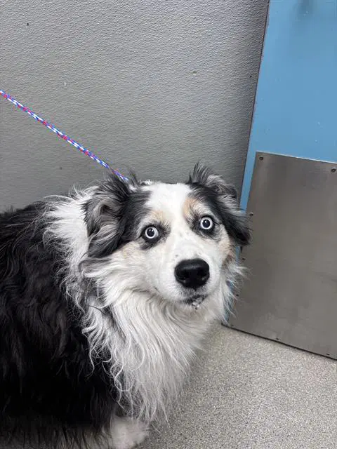 Rocky - Australian Shepherd