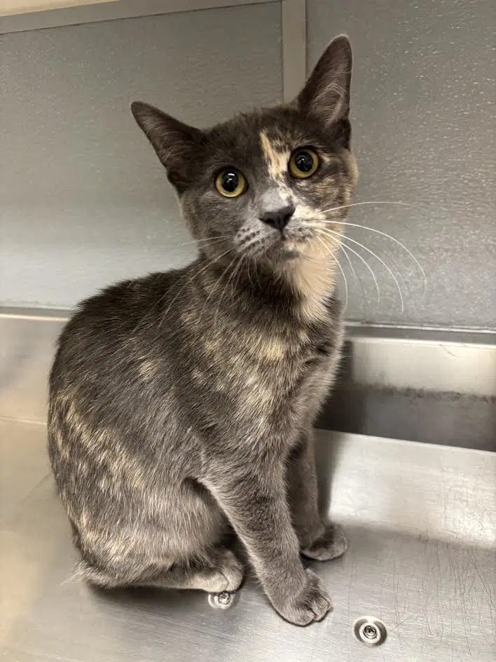 Dill Pickle - Domestic Short Hair