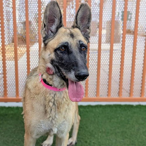 LULU, a dog for adoption from The Animal Foundation - Las Vegas
