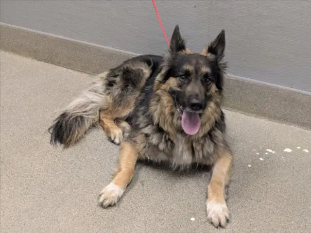 Cheech - German Shepherd Dog