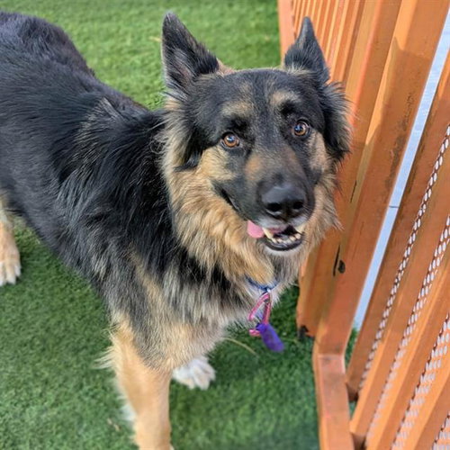 CHEECH, a dog for adoption from The Animal Foundation - Las Vegas