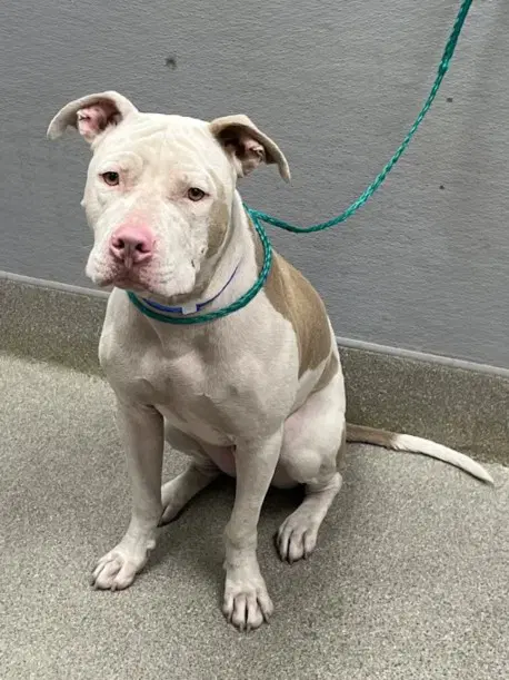 Bruno - Pit Bull Terrier