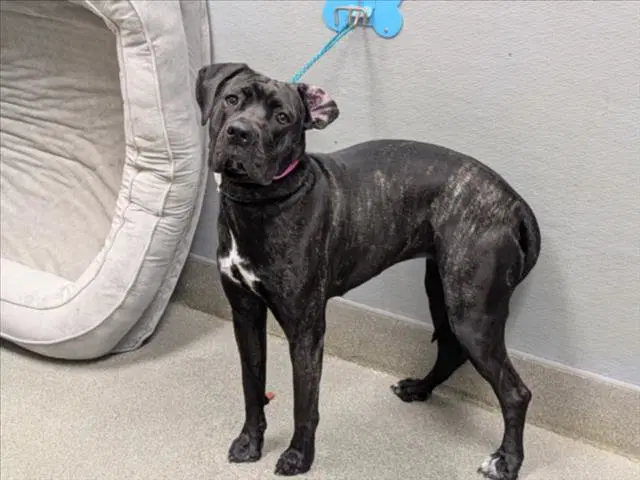 Echo - Cane Corso Mastiff