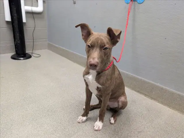 Mater - Pit Bull Terrier