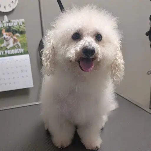Tonkotsu - Maltese