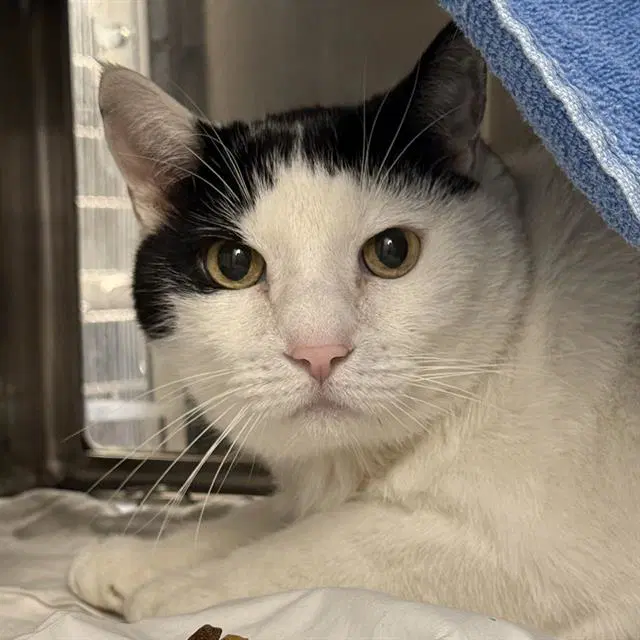 Bandit - Domestic Short Hair