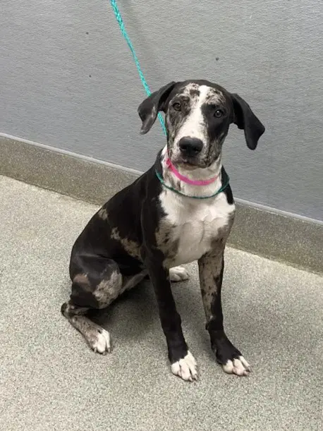 Grace - Great Dane