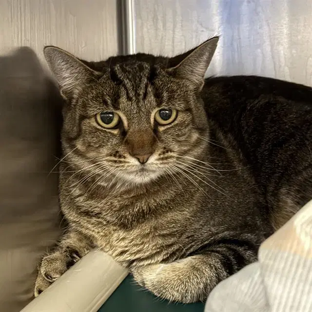 Pettles - Domestic Short Hair