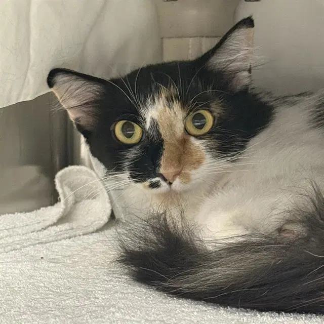 Autumn - Domestic Medium Hair
