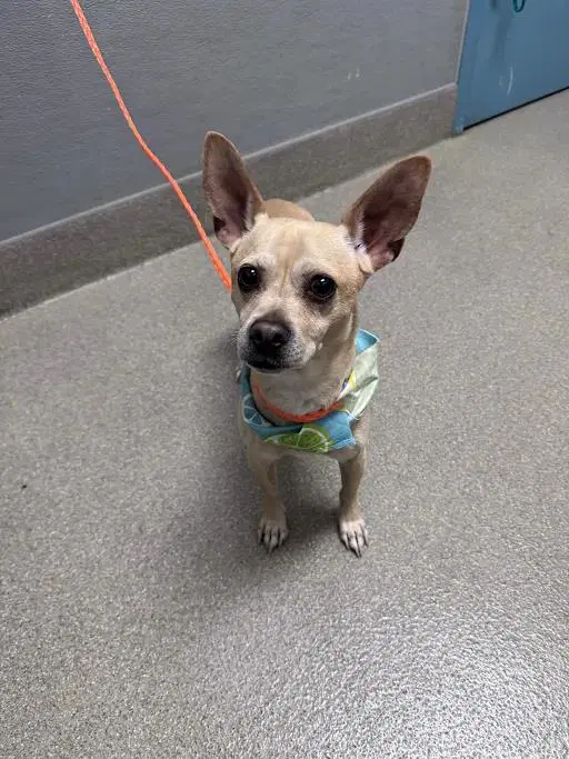Buddy - Chihuahua