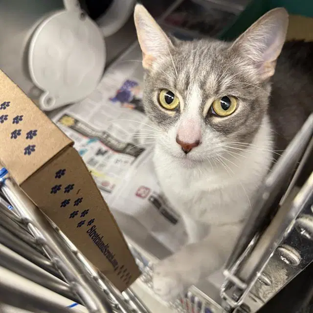 Prince - Domestic Short Hair