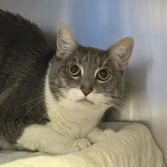 Sir - Domestic Short Hair