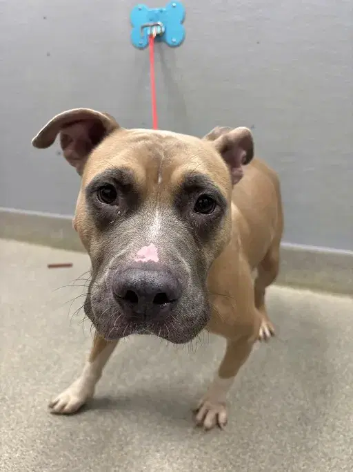 Bradley - Pit Bull Terrier