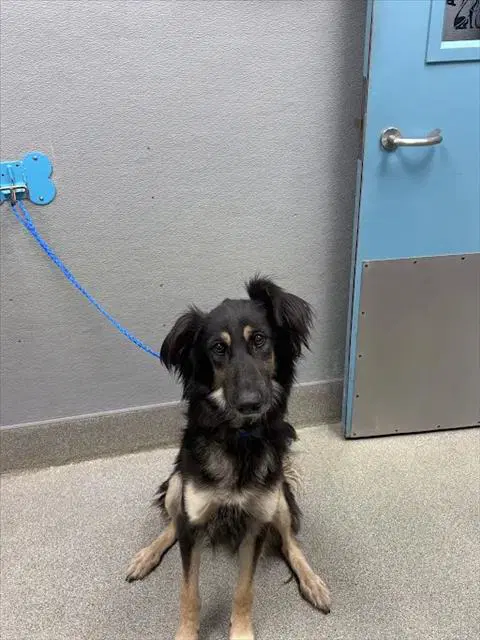 Hatty Mary - German Shepherd Dog