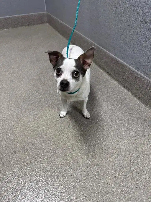 Chop - Chihuahua