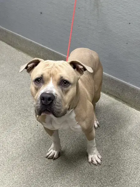 Raymond - Pit Bull Terrier