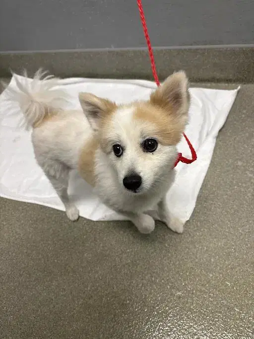 Panda - Pomeranian