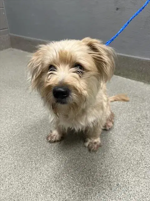 Charlie - Terrier
