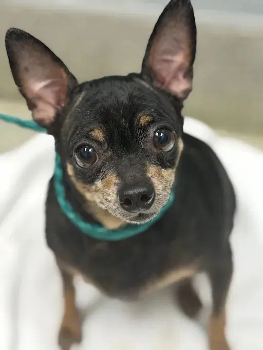 Bradshaw - Chihuahua