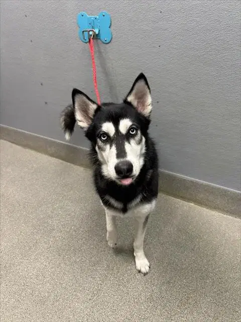 Sky - Siberian Husky