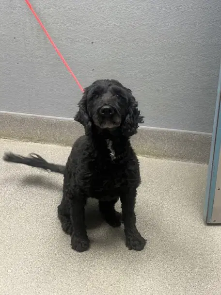 Ivanna Eat - Poodle (Miniature)