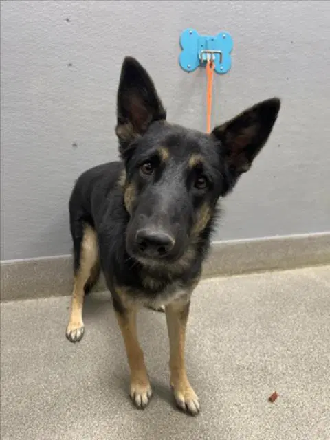 Cody - German Shepherd Dog