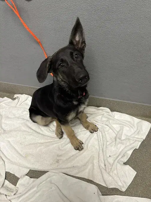 Vereena - German Shepherd Dog