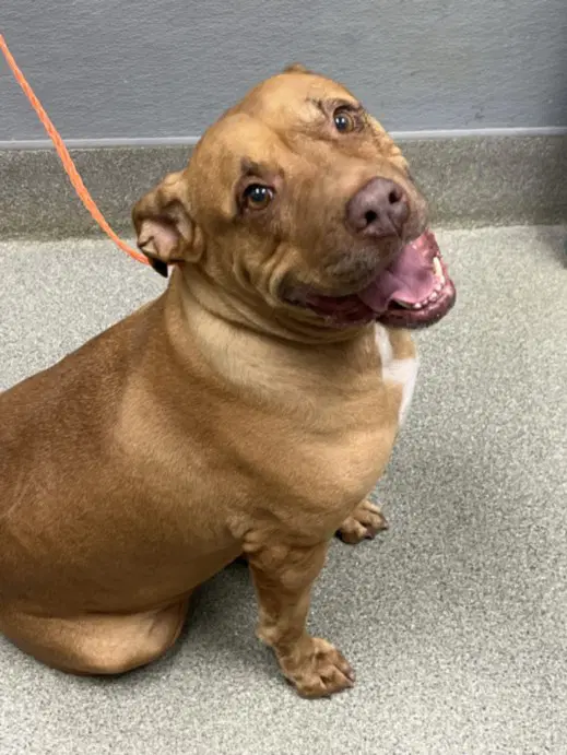 Frida - Pit Bull Terrier