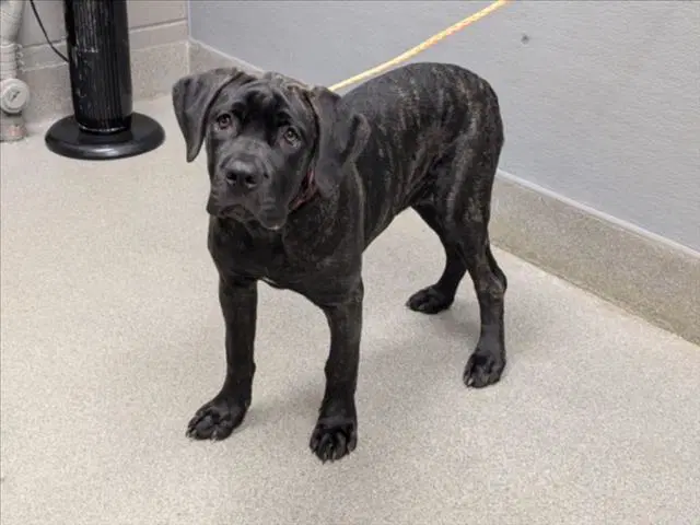 Honey Bear - Cane Corso Mastiff