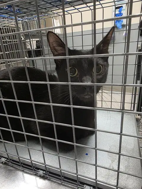 Midnight - Domestic Short Hair