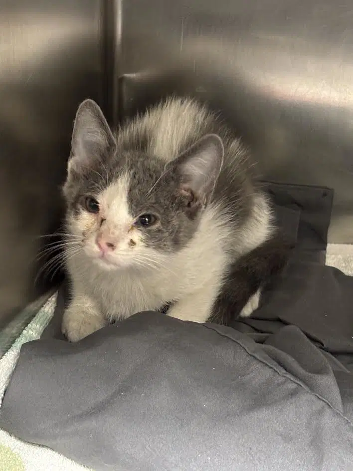 Jimmy - Domestic Short Hair