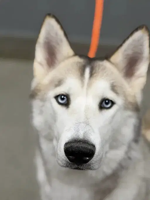 Amazon - Husky