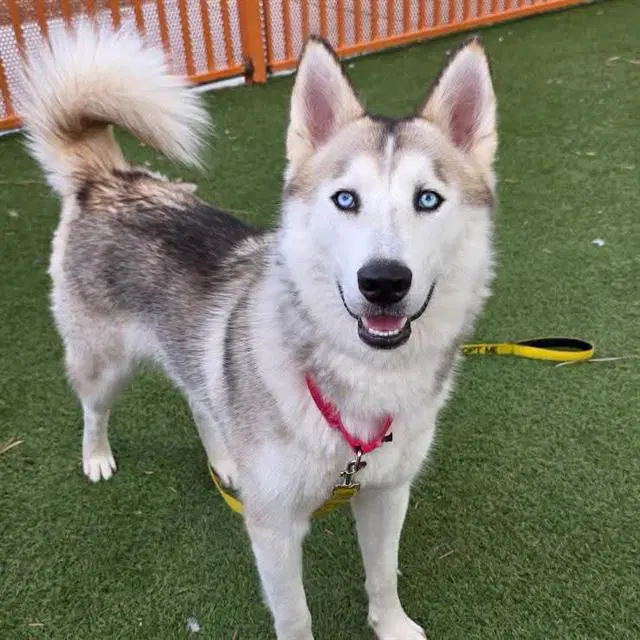 Amazon - Husky