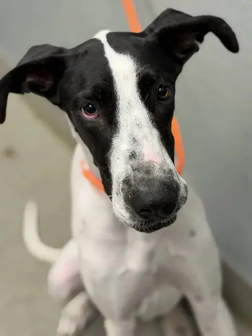 Ana Banana - Great Dane