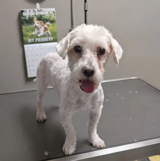 Dr Loomis - Maltese