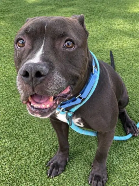 Sully - Pit Bull Terrier