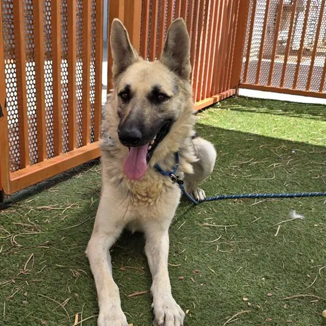 Randall - German Shepherd Dog