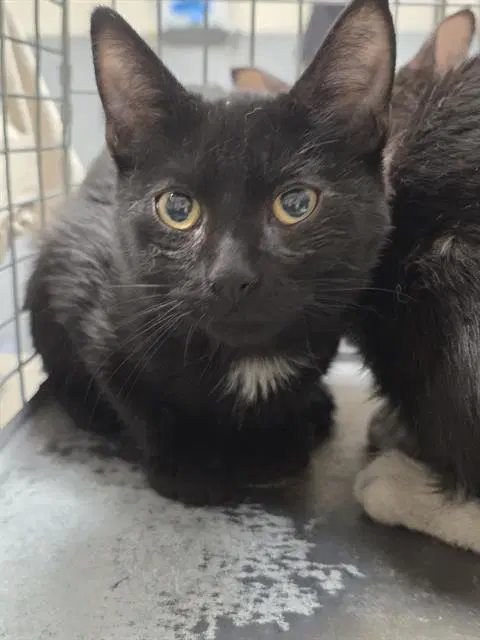 Hawkeye - Domestic Short Hair